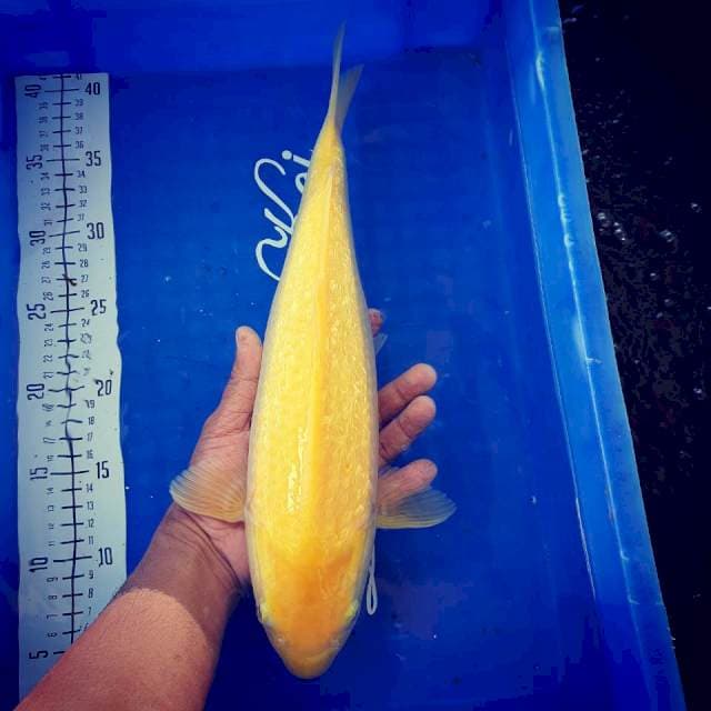 Karashi ginrin 37cm