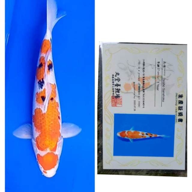 Sanke Import Serti Marudo 