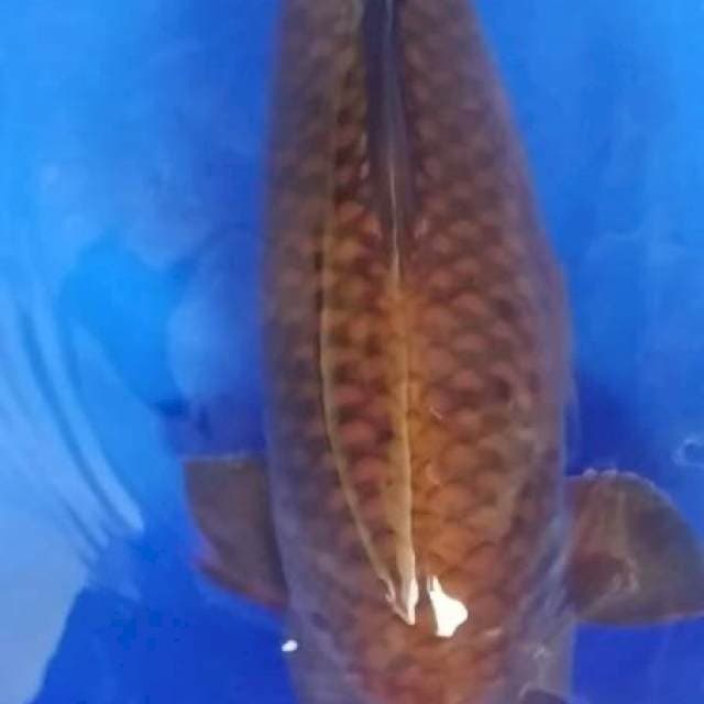 F1 cagoi tembaga 61cm