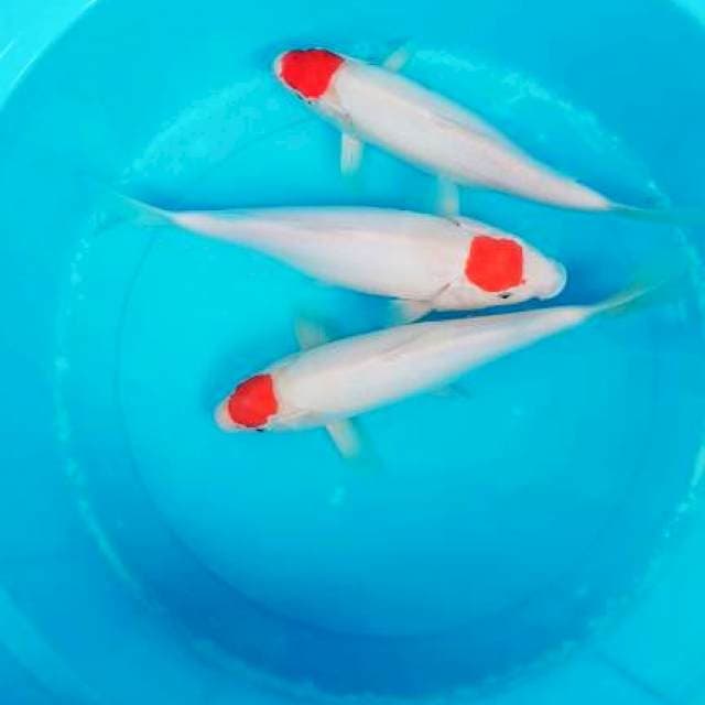 Tancho kohaku 26-28cm