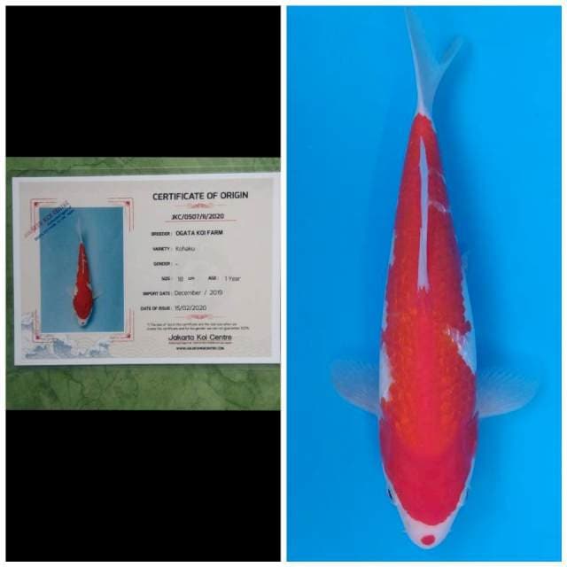 Ogata Kohaku Ginrin