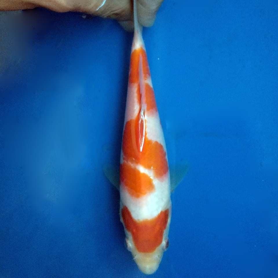 kohaku SQ 15up
