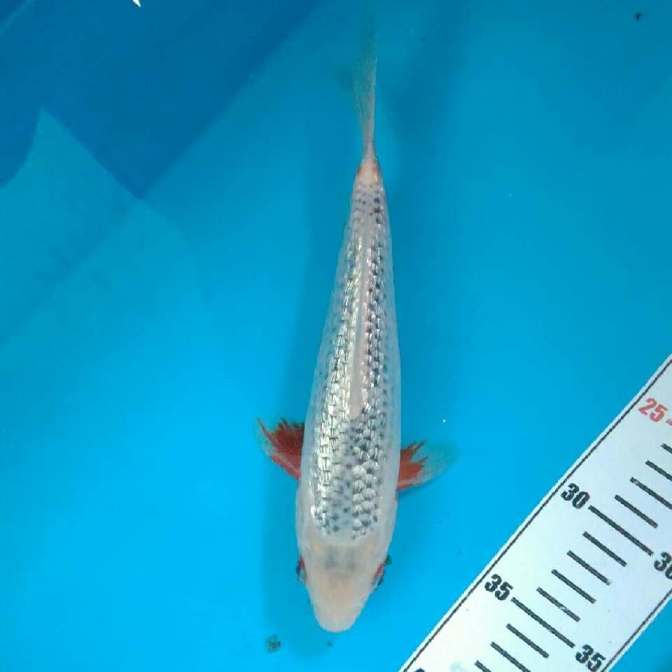 Asagi ginrin SQ juara 25 cm