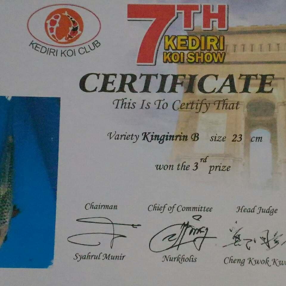 Asagi ginrin SQ juara 25 cm