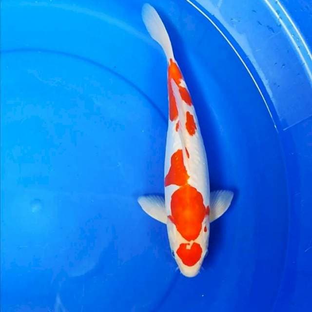 34cm original kohaku