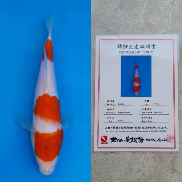 Dainichi kohaku 26cm serty