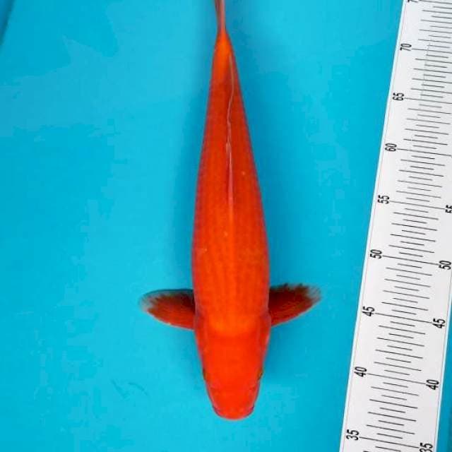 BENIGOI TEMBUS 43 CM MALE