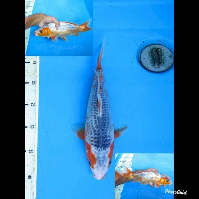 29cm male , Asagi 