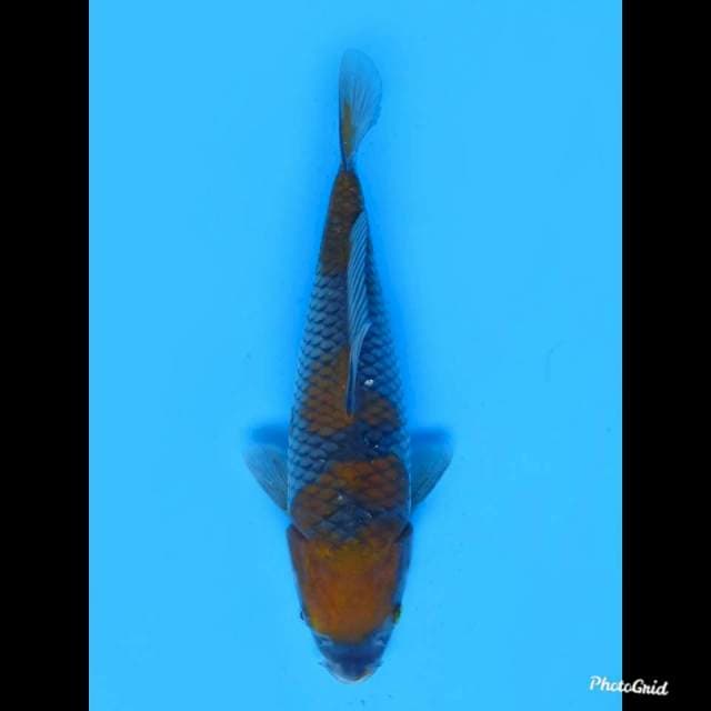 27cm , Male , Ochiba SQ