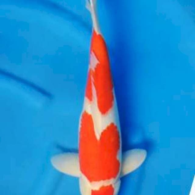 Jumbo Kohaku 45cm Jantan
