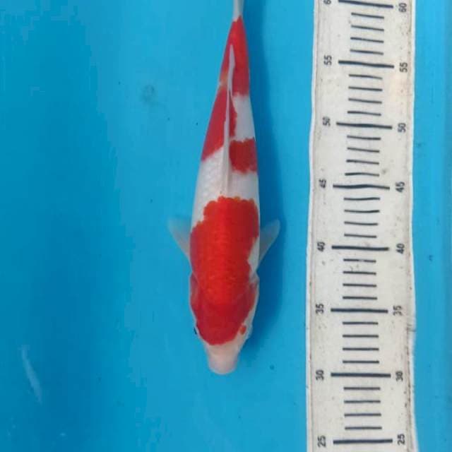 Kohaku 32cm