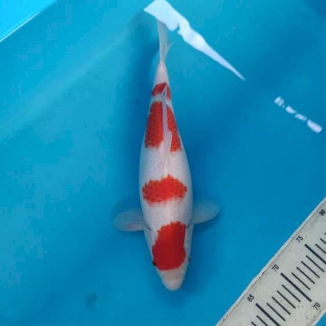 Sanke 36cm