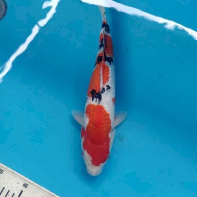 Showa Gindrin 35cm