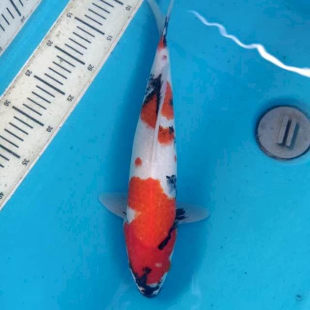Kindai Showa 38cm