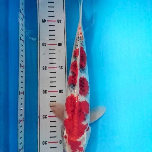 Goshiki 35cm