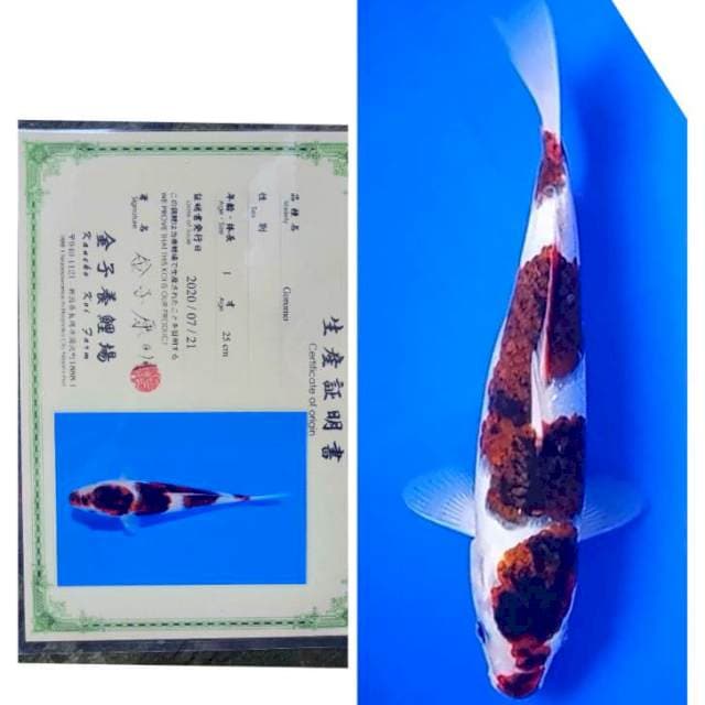 Goromo Import Serti Kaneko
