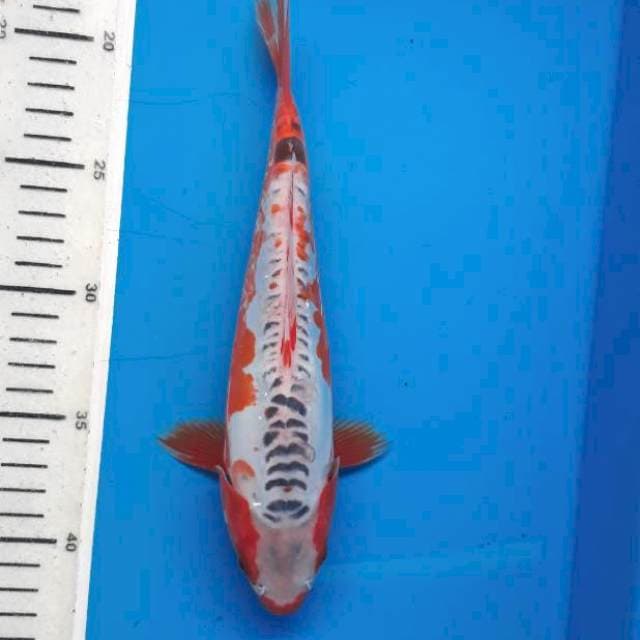 Shusui 25cm