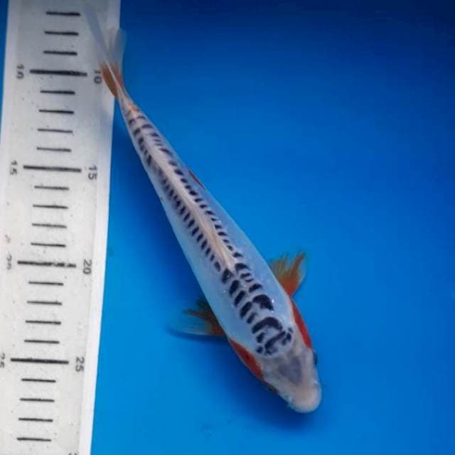 Shusui 23cm