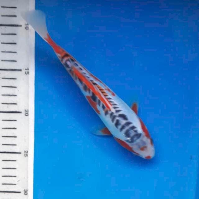 Shusui 21cm