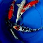 Mix Koi 