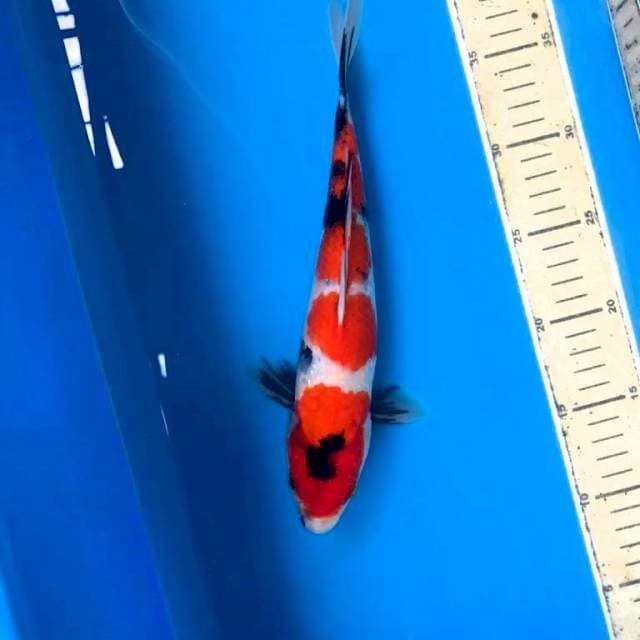 Showa, 29 cm