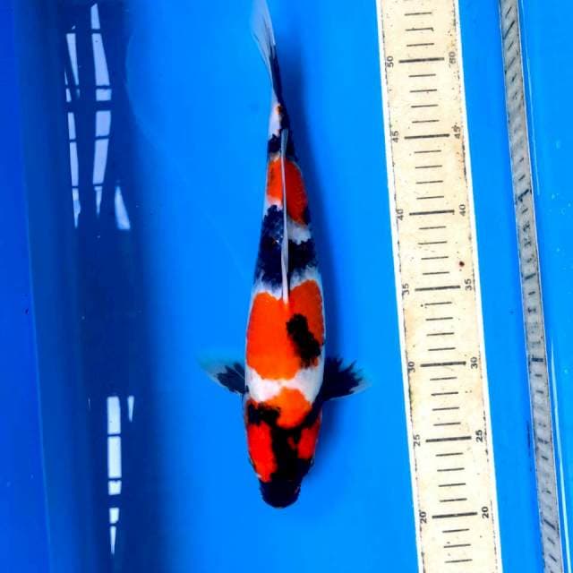 Showa, 32 cm