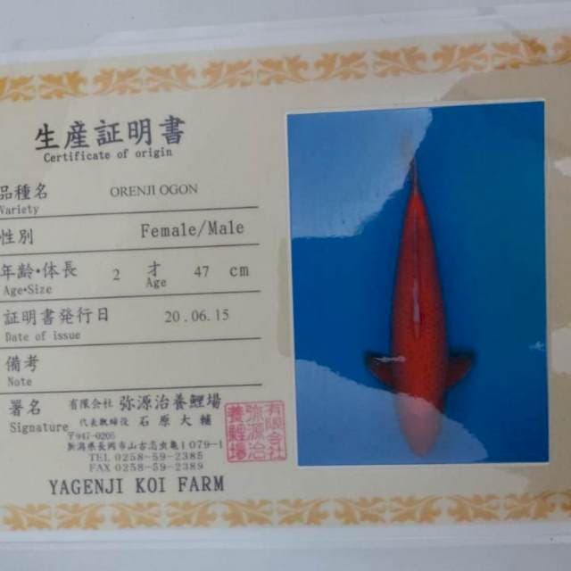 55 cm Male Orenji Ogon