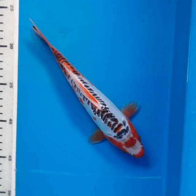 Shusui 22cm female