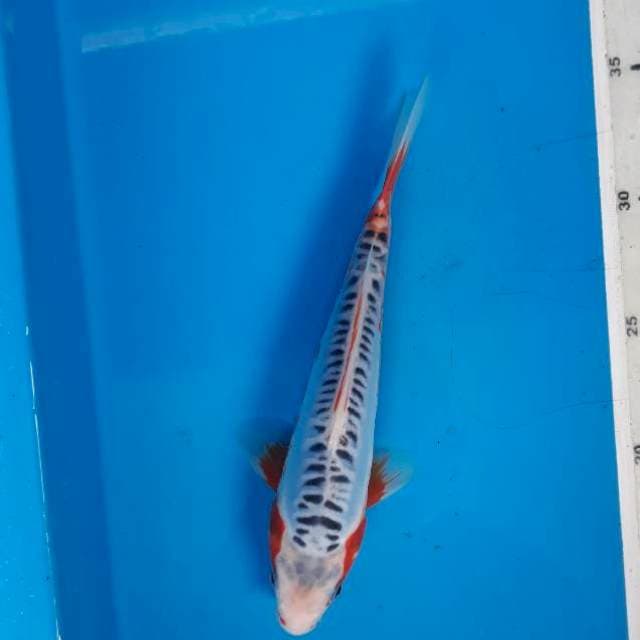 Shusui 21cm