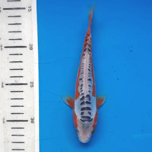 Shusui 18cm
