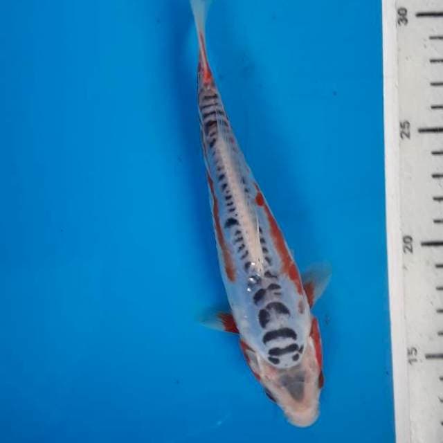 Shusui 19cm