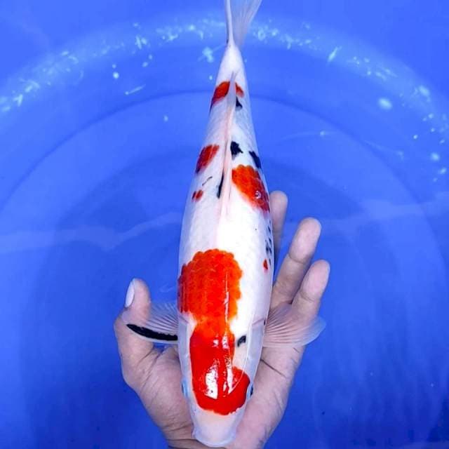 1. Sanke || 34 cm