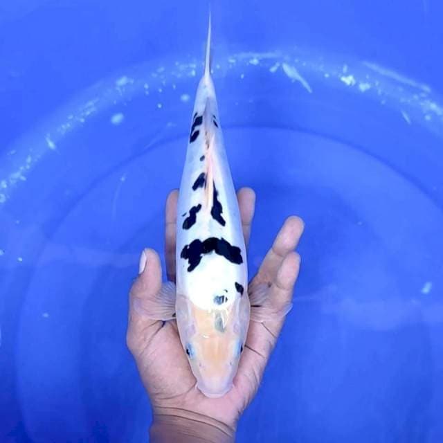 3. Bekko Doitsu || 31 cm || Jantan