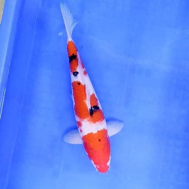 10. Sanke Berpunuk || 32 cm || Jantan