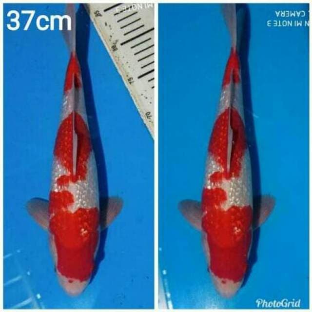 Kohaku full ginrin 37cm