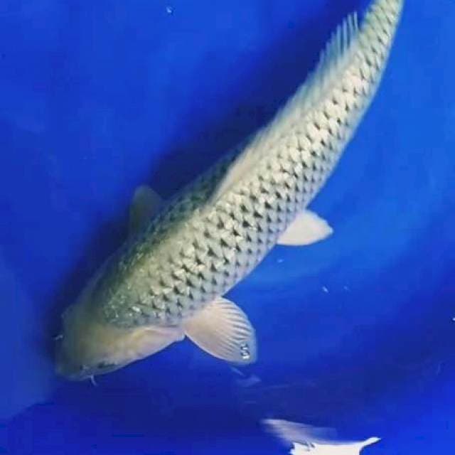 Midori ginrin 55cm