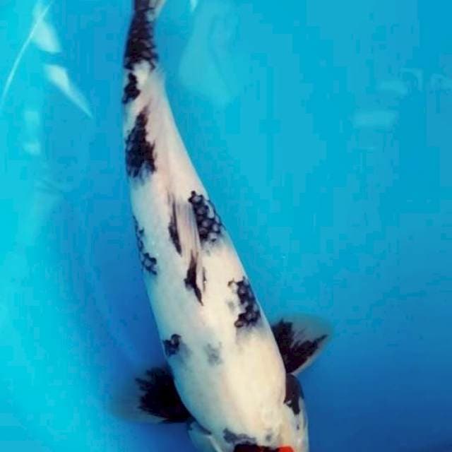 C. Tancho Showa TATEGOI | 34CM