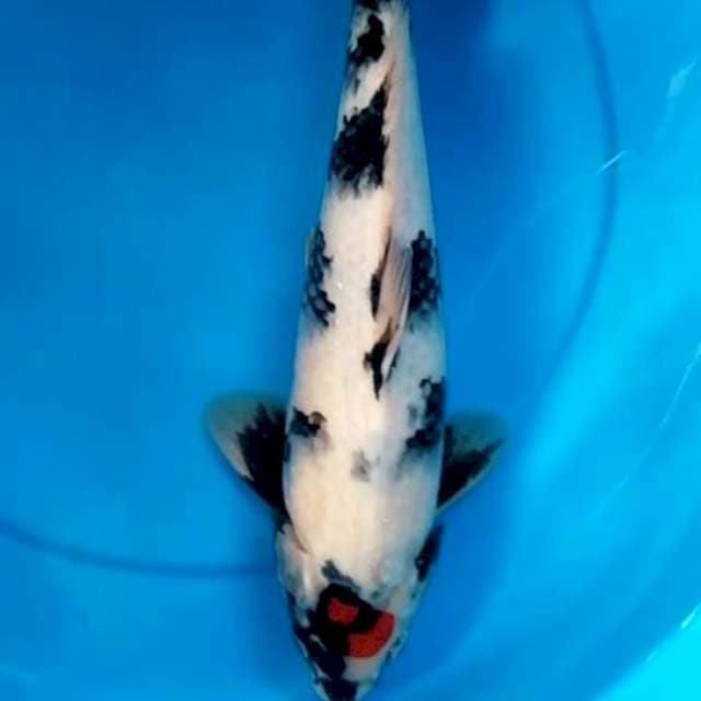 C. Tancho Showa TATEGOI | 34CM