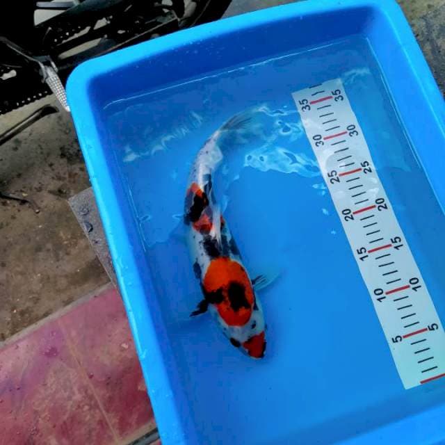 Kag showa 32cm