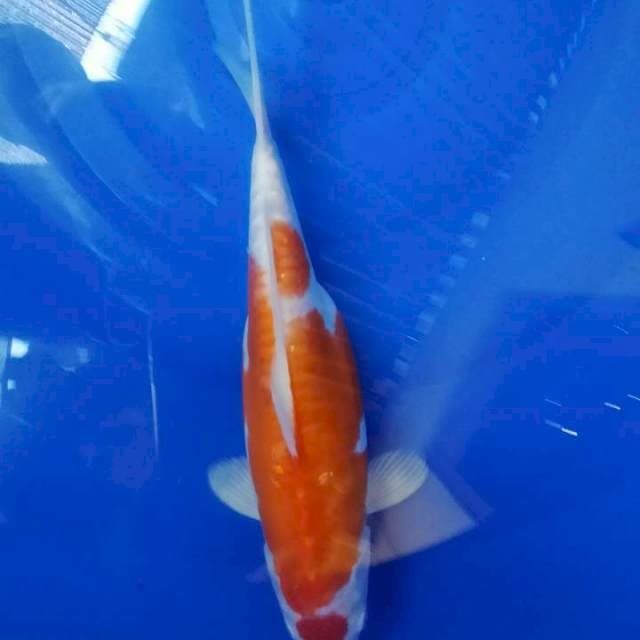 Kohaku male 31cm