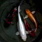 mix