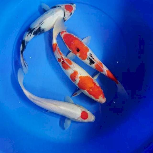 MIX 30cm-35cm