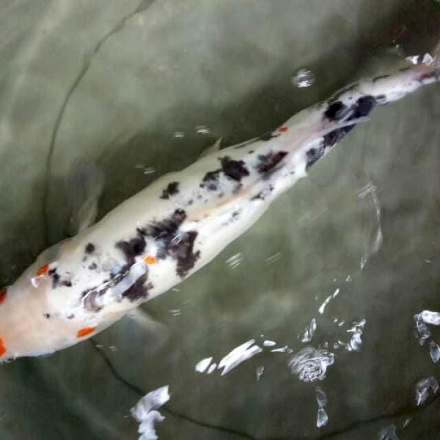 sanke 40cm