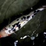 sanke 40cm
