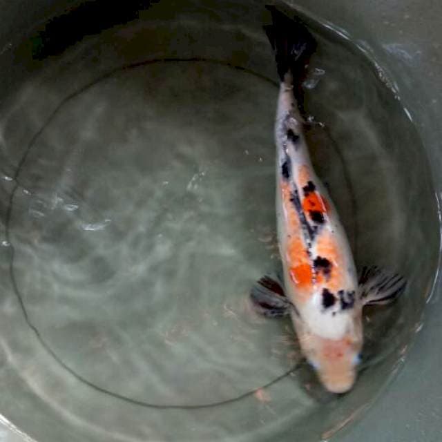 sanke 30cm