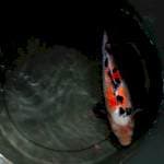 sanke 30cm