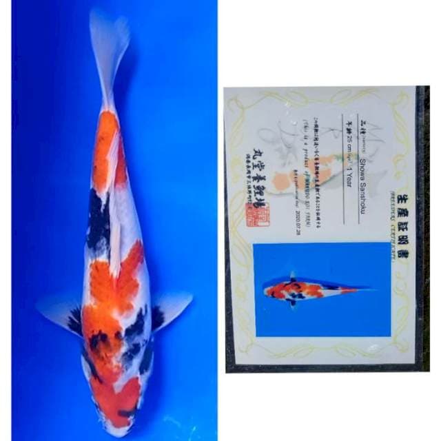 Showa Import Serti Marudo 