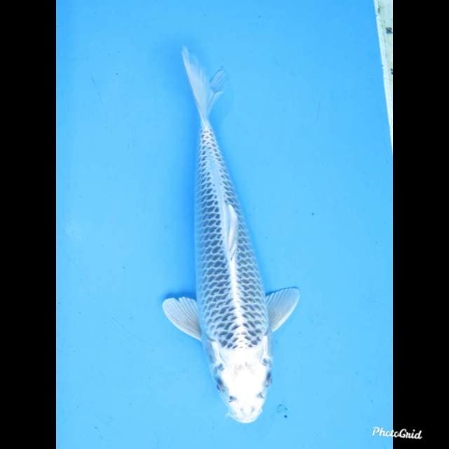 34cm , Male , Gin Matsuba 