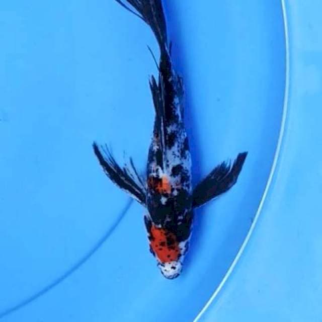 Kumpay 22 cm