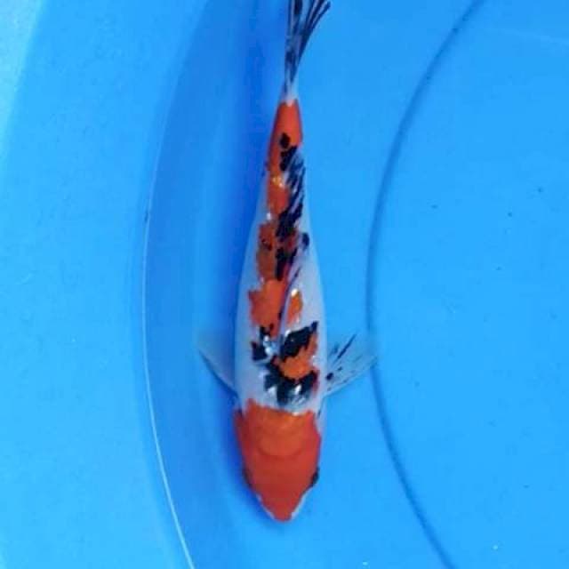 Sanke ginrin 22 cm